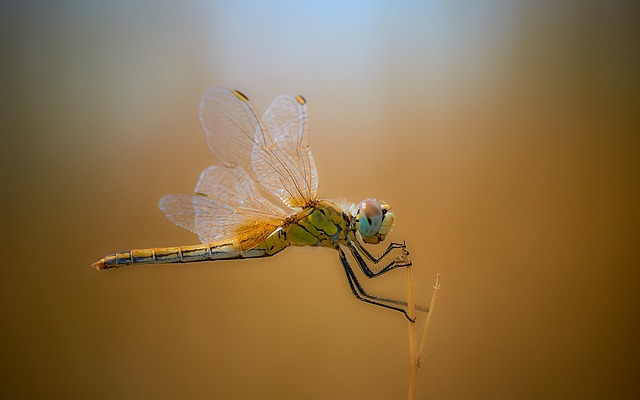 dragonfly