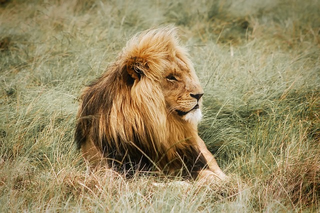 lion