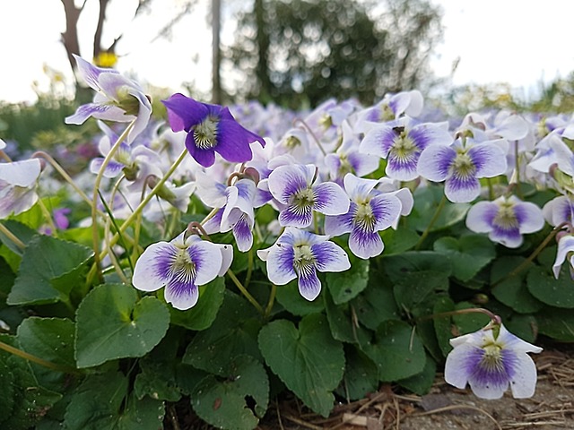 cyclamen