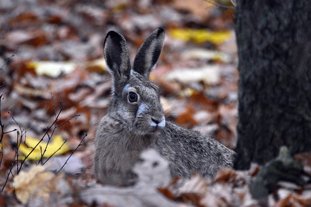 rabbits